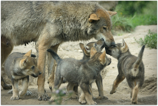 La Junta pide desproteger al lobo ibérico